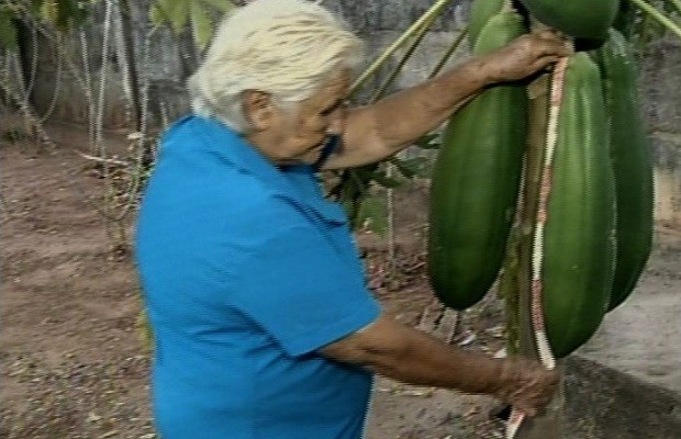 Aposentada planta pé de mamão e árvore dá frutos de 60 cm, em Porangatu, Goiás (Foto: Reprodução / TV Anhanguera)