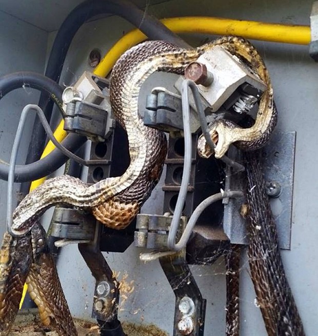 Funcionários encontraram duas cobras mortas eletrocutadas em caixa de luz (Foto: Reprodução/Facebook/City of Morganton, NC Government)