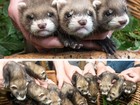 Zoológico alemão apresenta 12 filhotes de furão Zoológico alemão apresenta 12 filhotes de furão