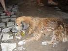 Cachorro morre após ser espancado por homem em Apodi, RN