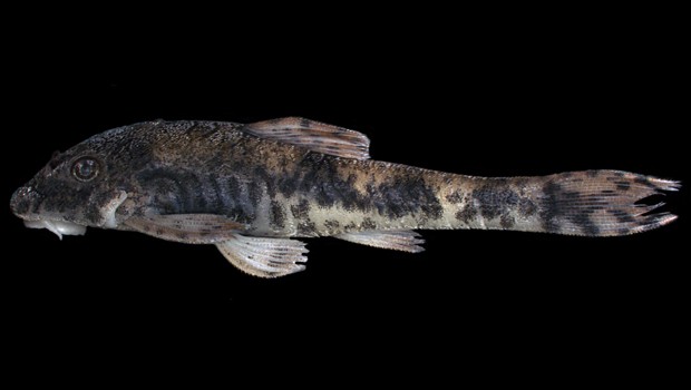 Peixe da espécie 'Hisonotus bocaiuva', recém-descoberta por cientistas da Unesp (Foto: Arquivo Pessoal/Fábio Roxo)