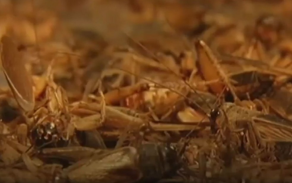  (Foto: Reprodução/BBC)