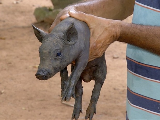 Recomendação de veterinário é que porco seja castrado (Foto: Reprodução/TV Anhanguera)