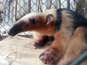 O tamanduá também foi resgatado (Fot Divulgação / Prefeitura)