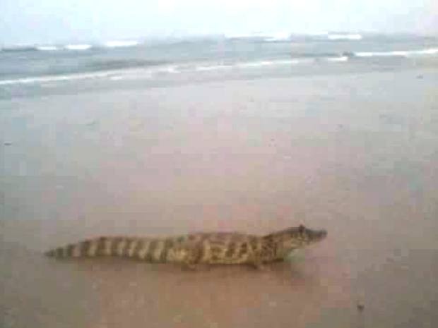 Jacaré foi encontrado em praia de Itanhaém, no litoral de São Paulo (Foto: G1)