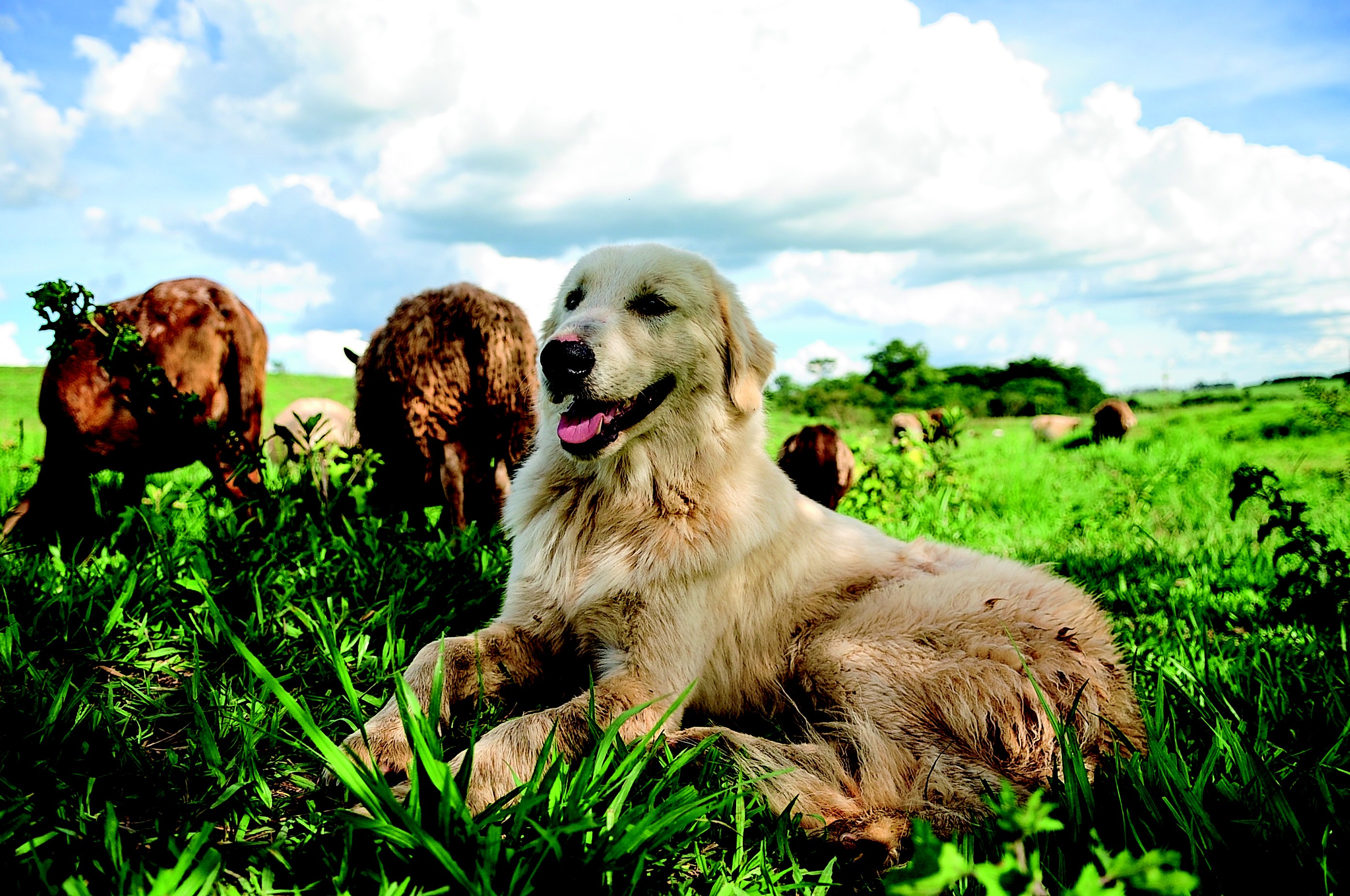 vidanafazenda_pastormaremanoabruzes_cachorro (Foto: Ernesto de Souza/Ed. Globo)