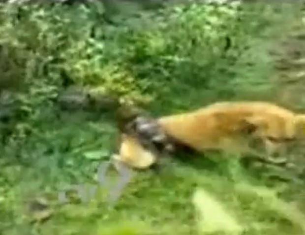 Cena foi registrada em Chikmagalur, no estado de Karnataka. Após dominar presa, cobra parece desistir, permitindo fuga de cão (Foto: Reprodução/YouTube/Tv9 Kannada)