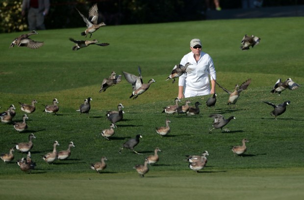 Golfista britânica Felicity Johnson anda em meio a patos durante torneio feminino de golfe em Carlsbad, na Califórnia (EUA) (Foto: Donald Miralle, Getty Images/AFP)