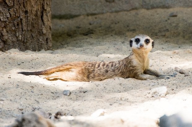 O animal pode atingir 26 cm de comprimento e um quilo (Fot Divulgação/Prefeitura de Sorocaba)