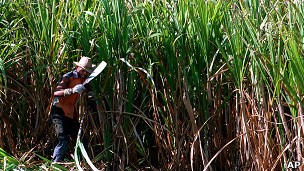 Crise financeira encolheu o crédito para produtores de etanol, diz especialista (Foto: AP)