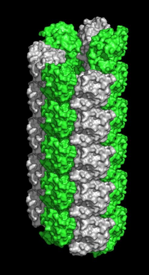 Um filamento de SLLP1. A proteína ajuda o espermatozoide a penetrar o óvulo (Foto: Heping Zheng, Ph.D., University of Virginia School of Medicine)