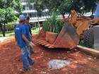 Agefis derruba jardim de comércio na Asa Norte, em Brasília