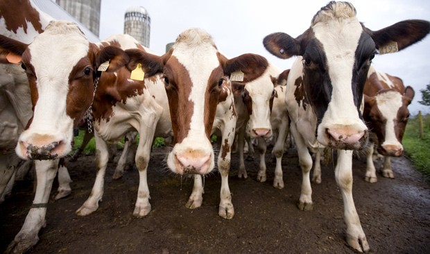  Vacas leiteiras em fazenda em Granby, Quebec, no Canadá, em foto de julho; suplemento alimentar promete reduzir quantidade de gases produzidos por vacas  (Foto: Reuters/Christinne Muschi)