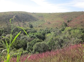 Biologos Fazem Operacao De Guerra Contra Praga No Parque Do Rola Moca Minas Gerais G1