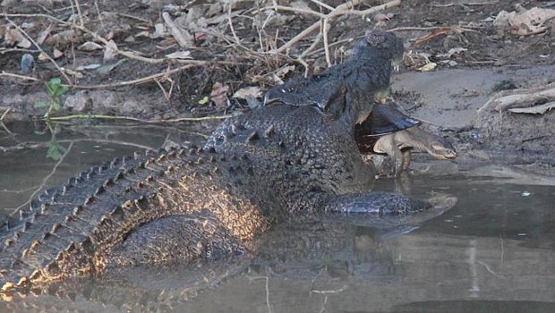 Australiano flagrou tartaruga escapando da poderosa mandíbula de enorme crocodilo (Foto: Reprodução/Facebook/Northern Territory Parks and Wildlife) Australiano flagrou tartaruga escapando da poderosa mandíbula de enorme crocodilo (Foto: Reprodução/Facebook/Northern Territory Parks and Wildlife)