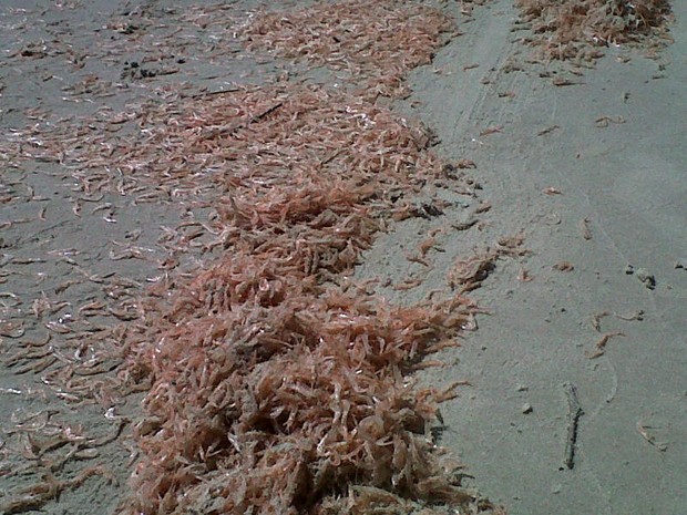 Camarões foram encontrados na praia de Jurerê, no Norte da Ilha de SC (Foto: Márcia Callegaro/RBS TV)