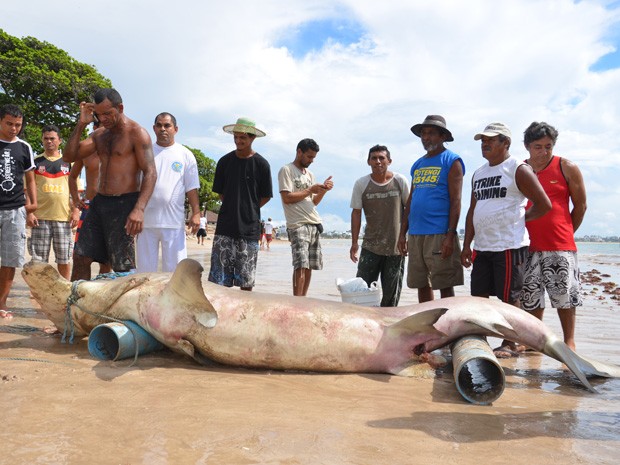 Tubarão martelo é pescado no Litoral Sul da Paraíba. (Foto: Walter Paparazzo/G1)