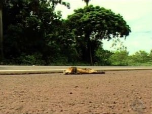 ITTI vai monitorar atropelamento de animais na BR-262, entre Anastácio e Corumbá, em MS (Fot Reprodução/TV Morena)