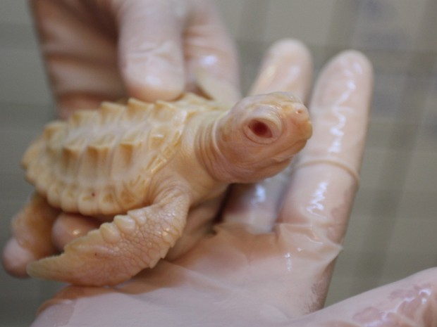 Filhotes albinos de tartaruga-cabeçuda recebem tratamento especial em Ubatuba. (Foto: Divulgação / Projeto Tamar)