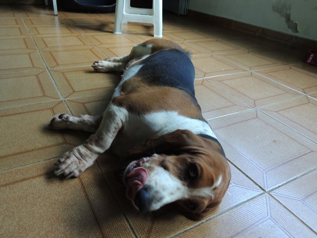 Joana, a cadela disputada de Mogi das Cruzes (Foto: Pedro Carlos Leite/G1)