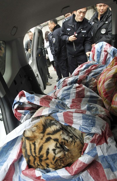 Carcaça de tigre enrolada em cobertor foi encontrada no interior de automóvel na cidade de Wenzhou. Dois homens estavam carregando corpo do animal. Um foi preso e outro conseguiu fugir (Fot Reuters/China Daily)