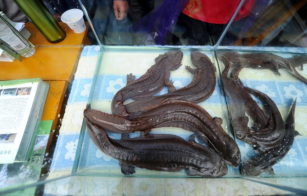 Salamandra gigante chinesa é o maior anfíbio existente no mundo (Foto: AFP)