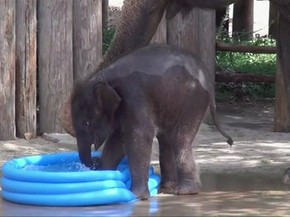 Bebe Elefante Se Refresca Na Piscina De Zoo Nos Eua Mundo G1