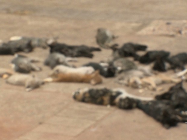 Morte de mais seis gatos é registrada e chama atenção de ativistas em SL (Foto: Reprodução/TV Mirante) Morte de mais seis gatos é registrada e chama atenção de ativistas em SL (Foto: Reprodução/TV Mirante)