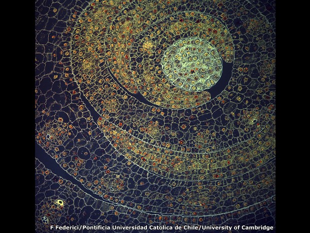 'Esta imagem lembra o trabalho de Gustav Klimt, um belo visual que lembra um mosaico', disse Anne Deconinck, do Instituto Kock. Esta micrografia confocal feita por Fernan Federici, da Pontifícia Universidade Católica do Chile e a Universidade de Cambridge (Foto: Fernan Federici, Pontificia Universidad Catolica de Chile))