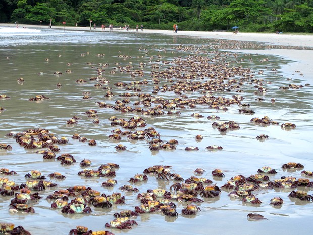 Centenas de crustáceos apareceram mortos em praia de Bertioga, SP (Foto: Mariane Rossi/G1)