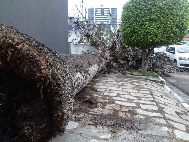 Árvore caiu na Rua Júlio Pires Ferreira, no Bairro Maurício de Nassau  (Foto: Pedro Jefferson/TV Asa Branca)
