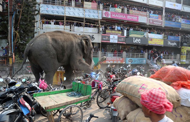 G Elefante Selvagem Invade Cidade Da Ndia E Causa P Nico Not Cias