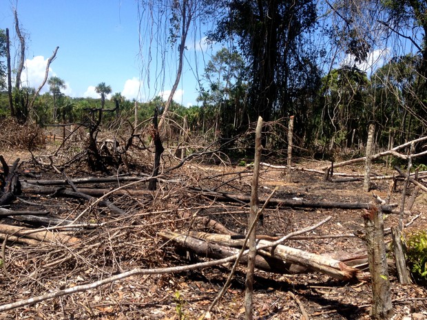 Árvores foram cortadas para a construção de moradias no local (Foto: Jéssica Alves/G1)