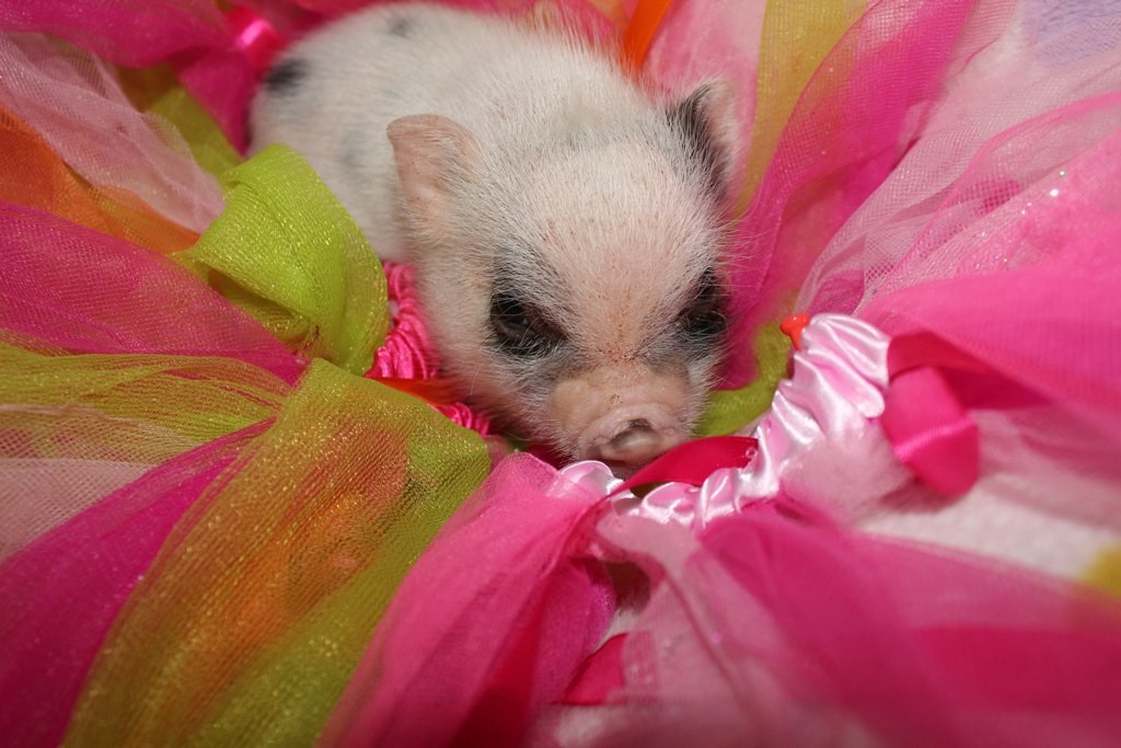 Mini porcos geneticamente modificados chegam a ter no máximo 15 kg (Foto: Flickr/WEE mini PIGGY FARM)