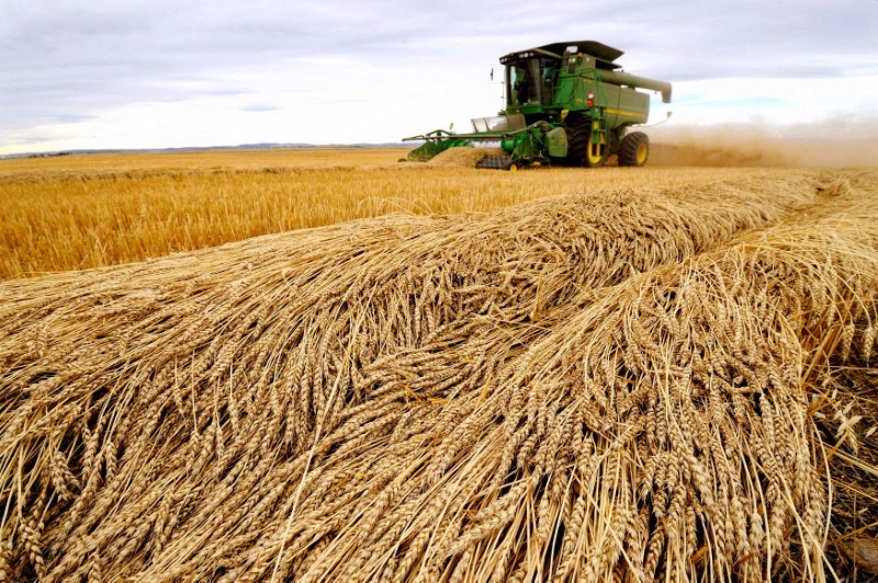 trigo-plantação (Foto: Reuters)