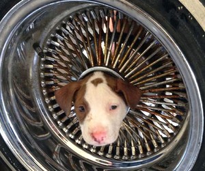 Cão fica entalado em roda de carro e é salvo pelos bombeiros nos EUA (AP)