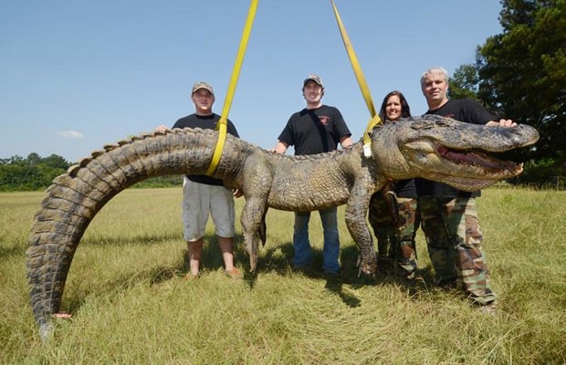 Grupo de caçadores capturou um aligátorde 336,3 quilos e estabeleceu um novo recorde no estado do Mississippi (Foto: Brian Albert Broom/The Clarion-Ledger/AP)