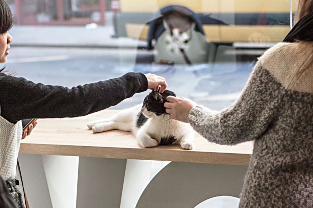 Cat café tem cardápio de macarons e bichanos para adoção (Foto: divulgação)