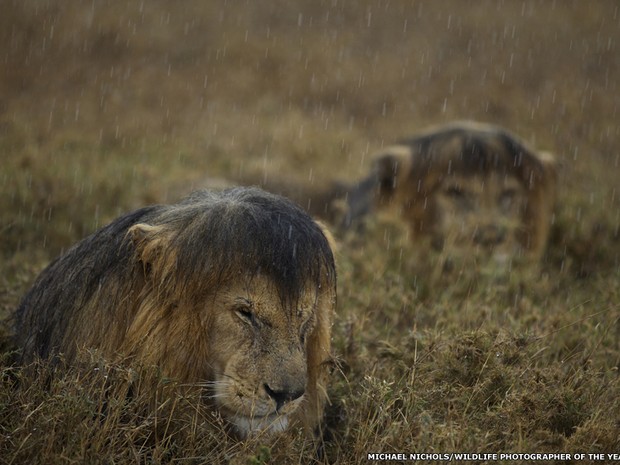 O americano Michael Nichols passou meses fotografando os leões do Parque Nacional Serengeti, na Tanzânia. Os animais foram atraídos ​​para o carro em que Nichols estava. Dessa forma, ele só precisou usar uma lente com zoom simples e a luz ambiente. &quot;A chu (Foto: Michael Nichols)