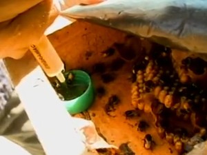 Falta de chuvas prejudica produção de mel dos agricultores do projeto Pontal (Foto: Reprodução/TV Grande Rio)