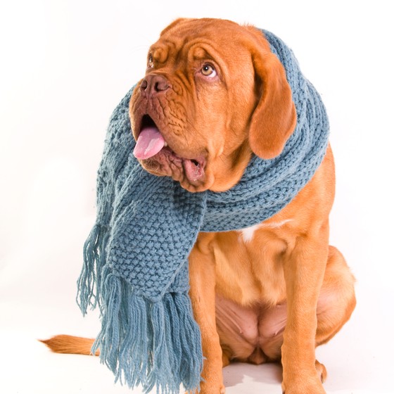 Cachorro também fica com tosse. Há vacinas para evitar a doença, conhecida como tosse dos canis (Foto: Vitaly Titov/Thinkstock)