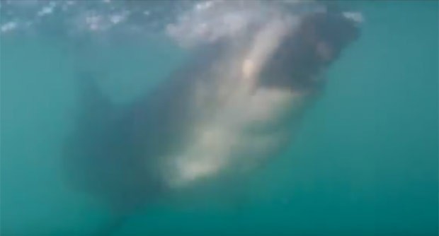 Vídeo mostra tubarão branco atacando isca na costa da África do Sul  (Foto: Reprodução/YouTube/Aussie Blonde Abroad)