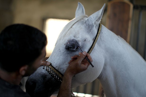 Égua ganhou até maquiagem antes de 'encontro amoroso' em fazenda (Foto: Abbas Momani/AFP)