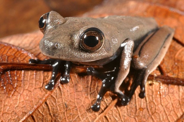 Exemplar de sapo-cacau, encontrado por cientistas no Suriname durante expedição (Foto: Divulgação/Stuart V Nielsen/Conservação Internacional)