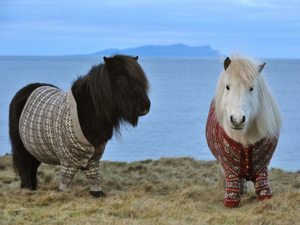 Pôneis Shetland em foto de campanha de turismo da Escócia (Foto: Rob McDougall/Divulgação VistiScotland)