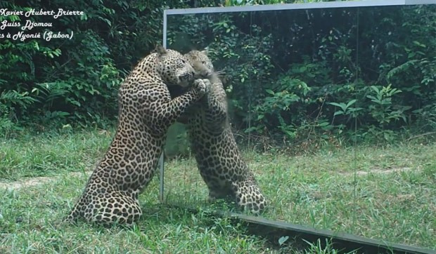 Leopardo parecia seduzido pela própria imagem em espelho (Foto: Reprodução/YouTube/Xavier Hubert-Brierre) Leopardo parecia seduzido pela própria imagem em espelho (Foto: Reprodução/YouTube/Xavier Hubert-Brierre)