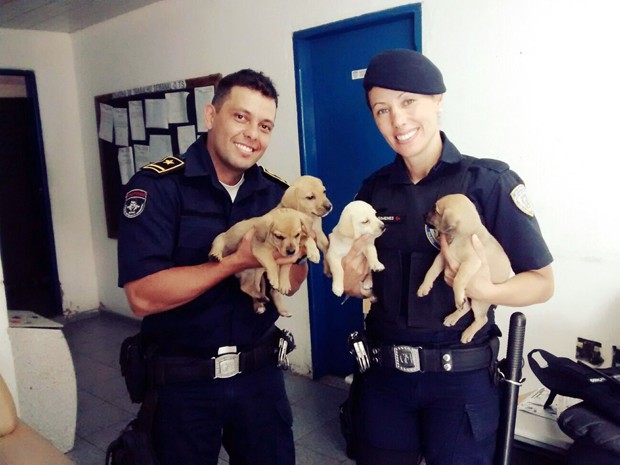 Cães são salvos pela Guarda Municipal após caírem em bueiro em Itajubá (Foto: Guada Municipal de Itajubá)