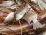 Prefeitura retira água de lago, e peixes morrem (Divulgação / Luiz Carlos Pavão)