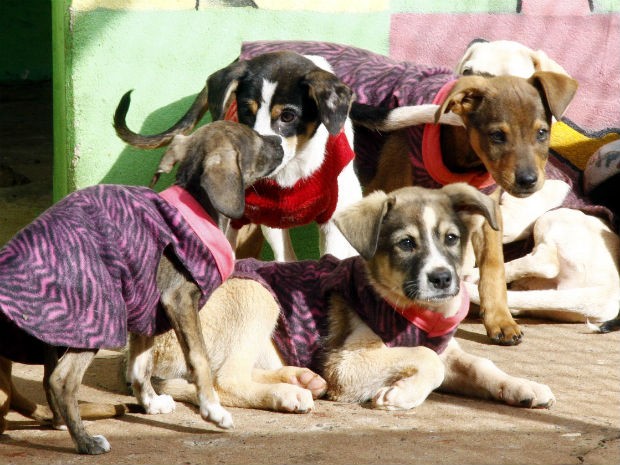 Cães receberam as roupas através de doações feitas para o Canil Municipal de Apucarana (Foto: Divulgação/Prefeitura de Apucarana)