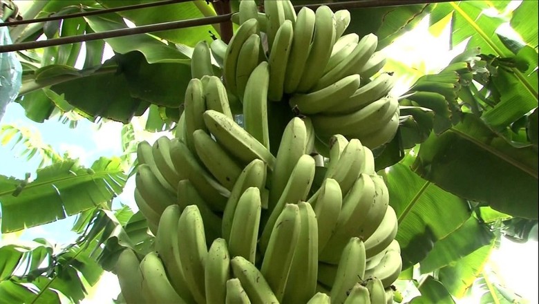 Produtor de bananas começou vendendo de porta em porta e hoje tem 350 mil  bananeiras, Globo Rural